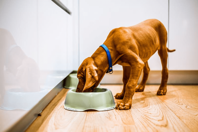 Is Turkey Bacon a Healthy Choice for Dogs?