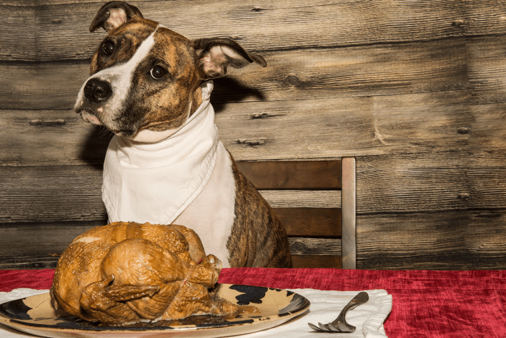 Concluding Thoughts on can dogs eat turkey bacon?