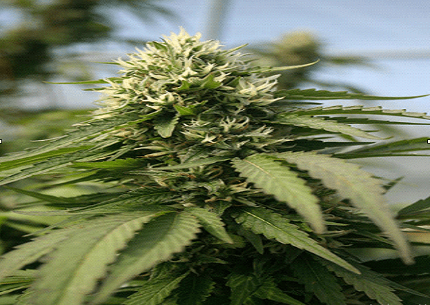 Mastering the Cannabis Flowering Stage: Tips and Tricks from Growers Choice Seeds