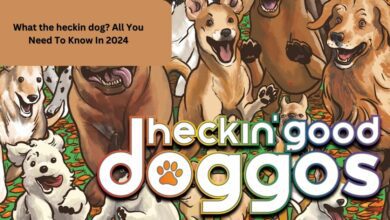 What the heckin dog? All You Need To Know In 2024