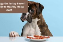 Can Dogs Eat Turkey Bacon A Guide to Healthy Treats 2024