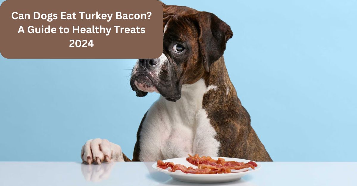 Can Dogs Eat Turkey Bacon A Guide to Healthy Treats 2024