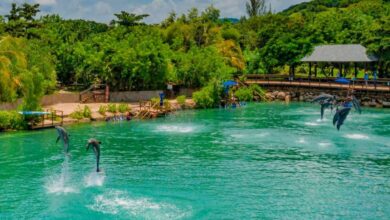 Dive into Dolphin Cove Adventures: Your Ultimate Guide!