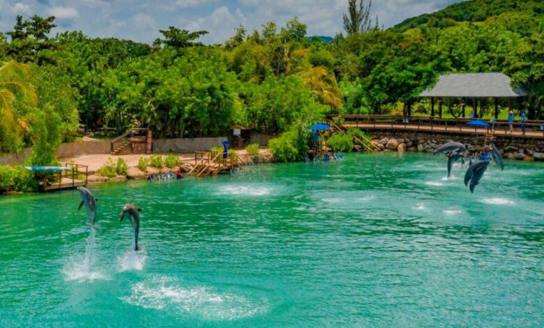 Dive into Dolphin Cove Adventures: Your Ultimate Guide!