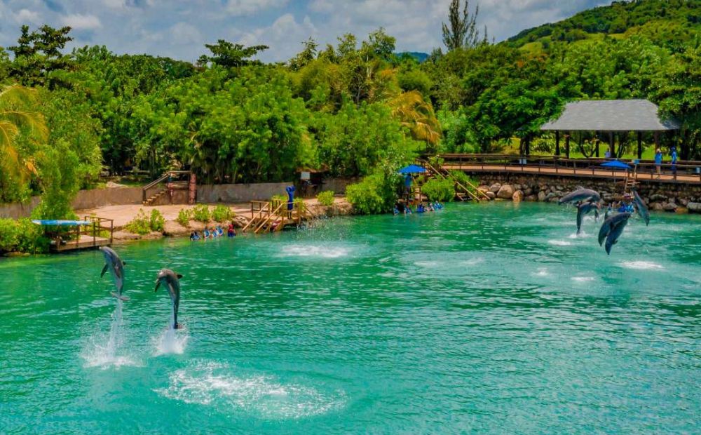 Dive into Dolphin Cove Adventures: Your Ultimate Guide!