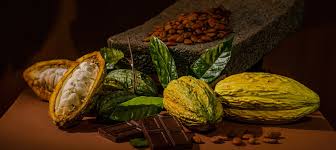 What Role Does Conchún Naranjillo Play in Peru’s Cocoa Industry?